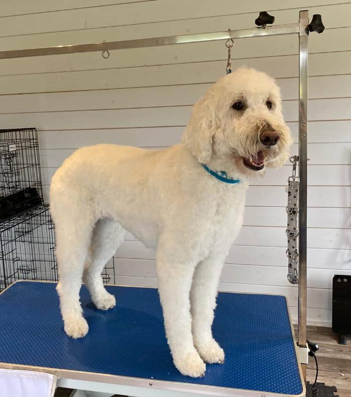 Contact Tatty Tails Dog Grooming Conlans Hill Hollywood Co. Wicklow W91 R9D8 Ireland