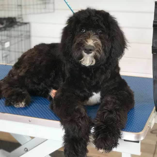 Dog and puppy grooming Hollywood Blessington Baltimglass Ballymore Eustace Dunlavin Kilcullen Naas