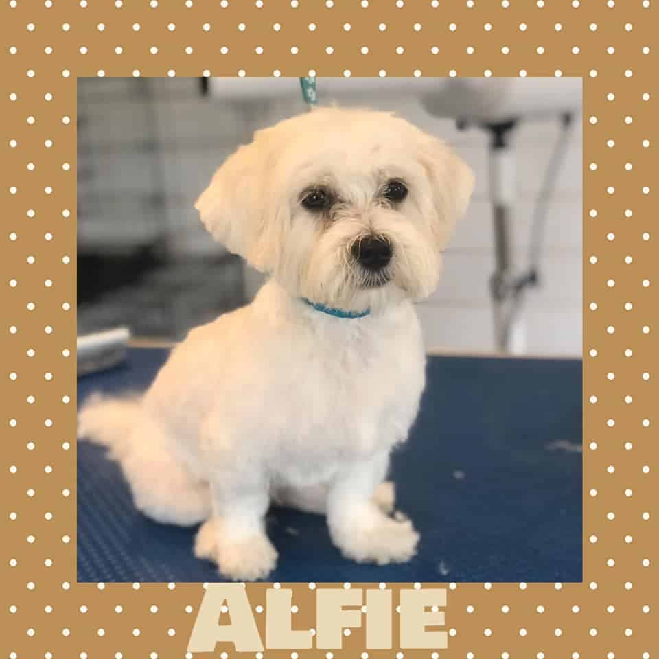 Dog and Puppy Grooming Services Tatty Tails Naas, Kildare