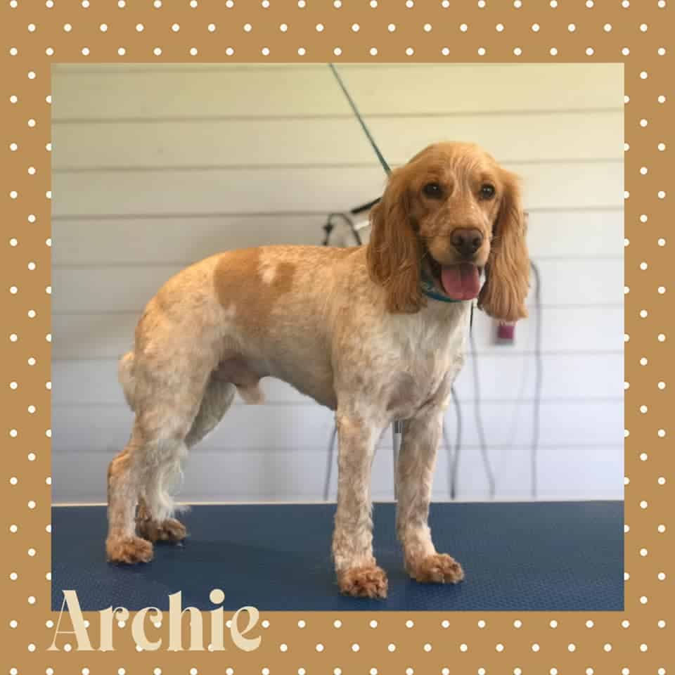 Full groom Hollywood Blessington Baltimglass Ballymore Eustace Dunlavin Kilcullen Naas West Wicklow Kildare