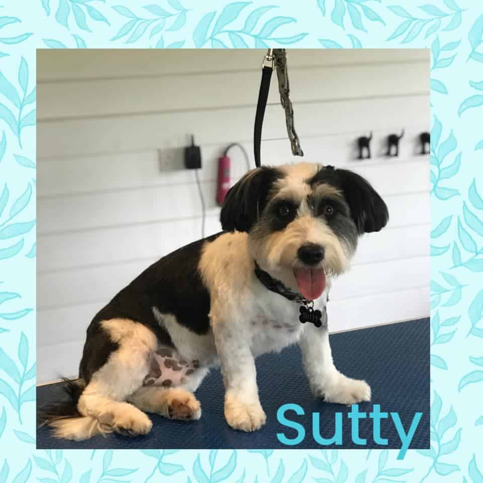 One to one dog grooming salon tatty tails