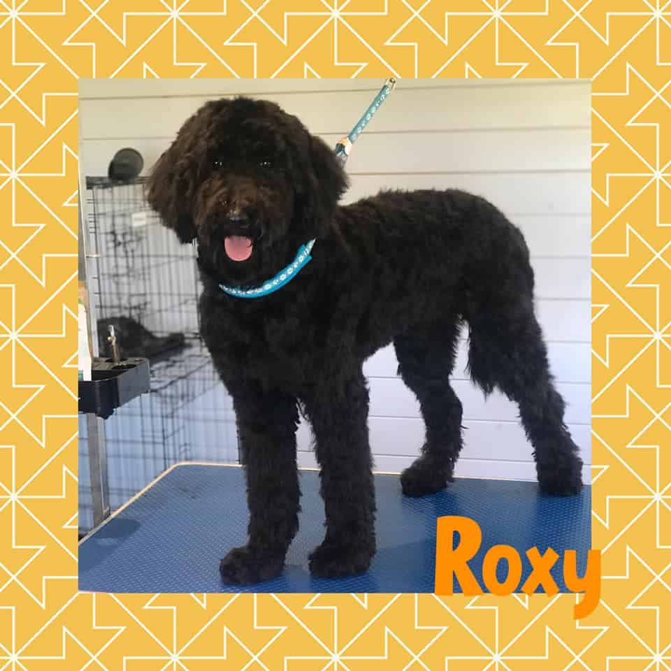 Puppy grooming Hollywood Blessington Baltimglass Ballymore Eustace Dunlavin Kilcullen Naas West Wicklow Kildare