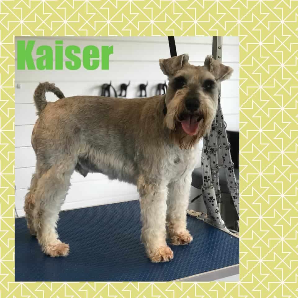 Schnauzer dog grooming