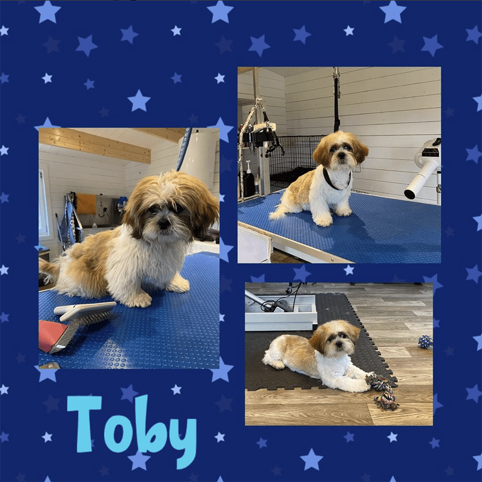 Tatty Tails Bespoke Personal dog grooming service