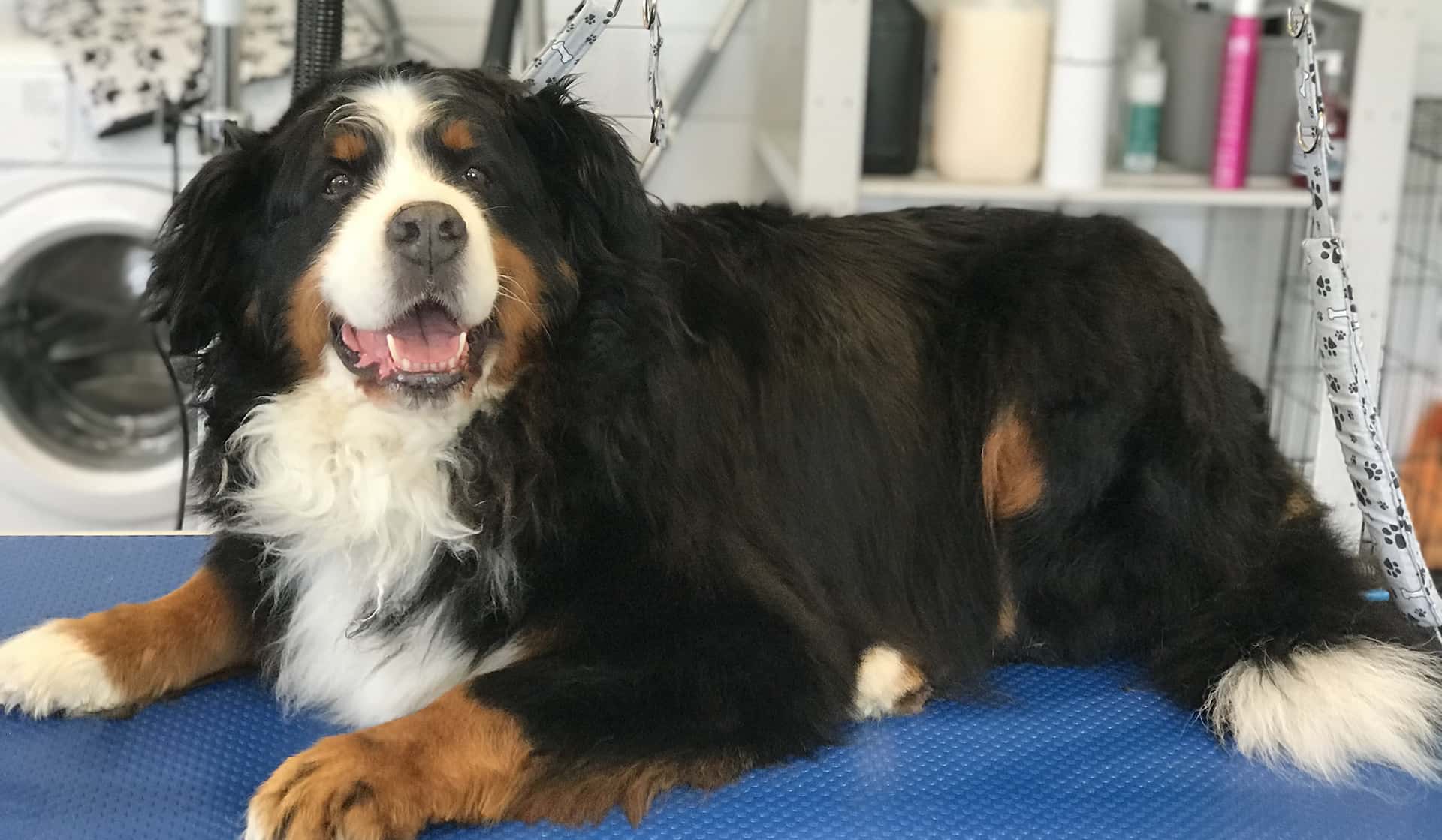 Tatty Tails Dog Groomers Hollywood Blessington Baltimglass Ballymore Eustace Dunlavin Kilcullen Naas West Wicklow Kildare