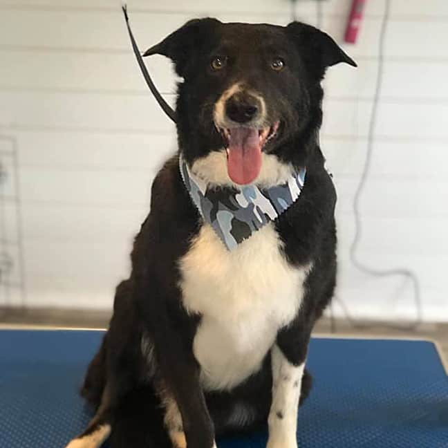 Tatty Tails Dog Grooming Conlans Hill Hollywood Co. Wicklow W91 R9D8 Ireland