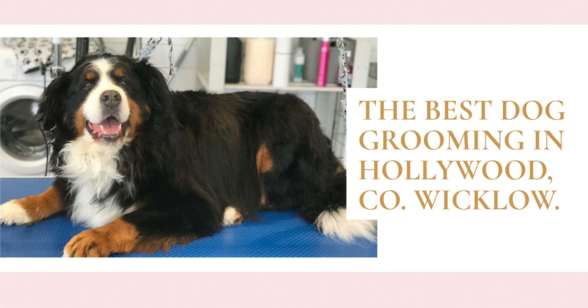 Tatty Tails Dog Grooming Naas, Kildare