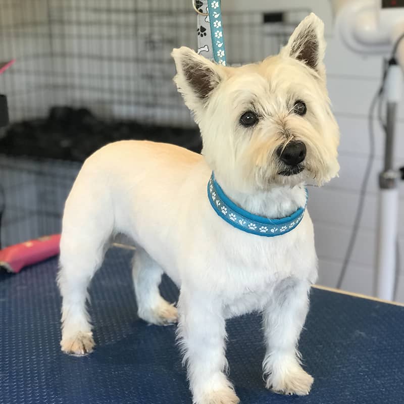 Tatty tails dog grooming for nervous and anxious dogs