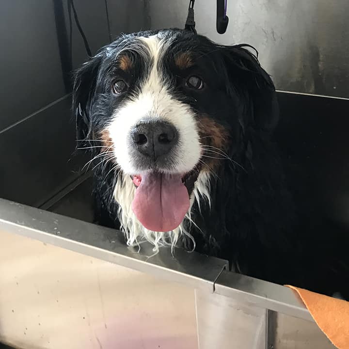 full dog groom tattys tails